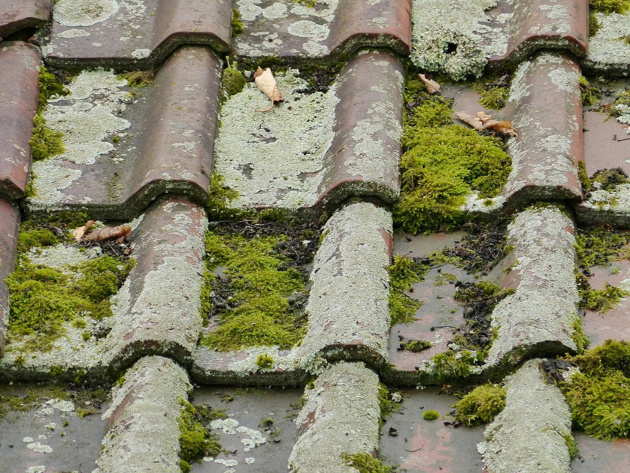 Как влажность и плесень влияют на материалы крыши