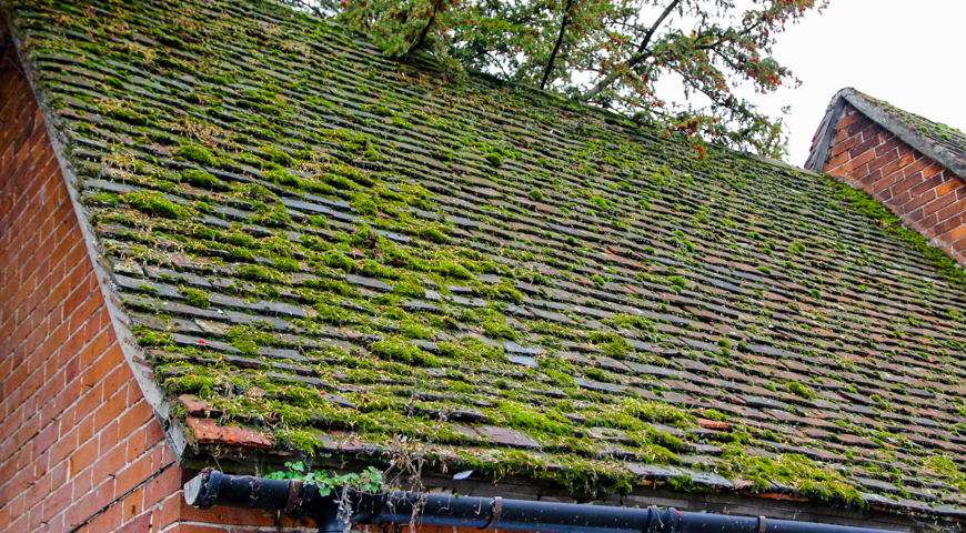 Советы по установке крыши в зоне сильного влажности и плесени