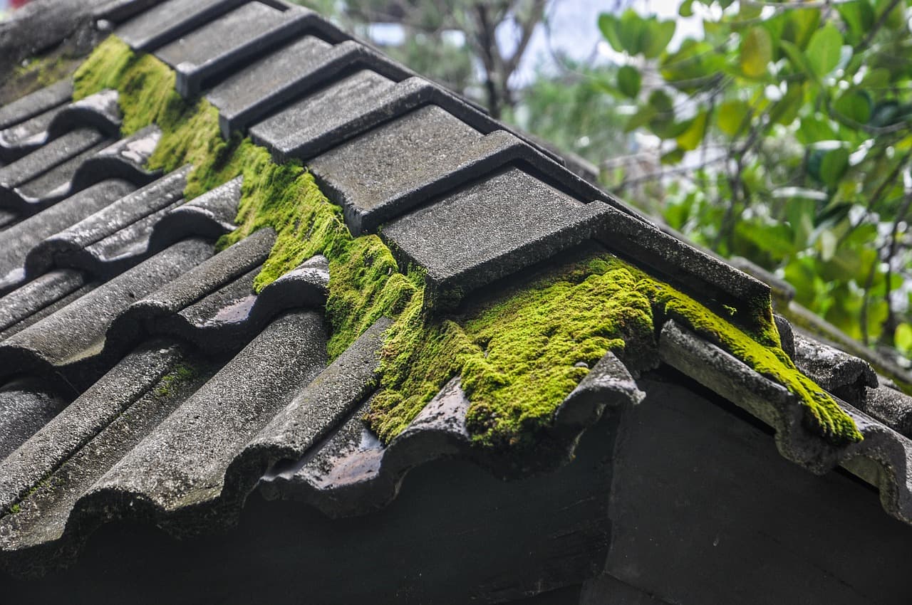 Какие материалы лучше всего подходят для крыши в зоне сильного влажности и плесени