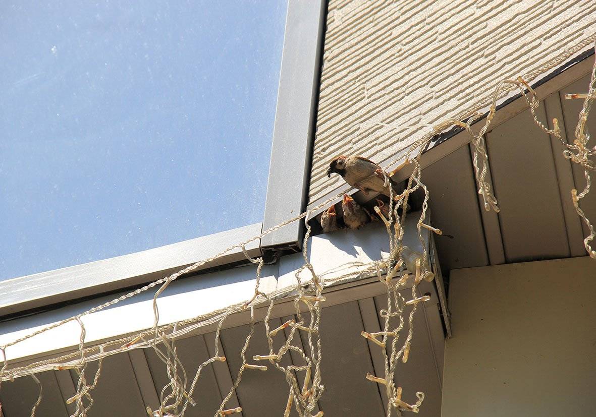 Как избавиться от гнезд птиц на крыше частного дома