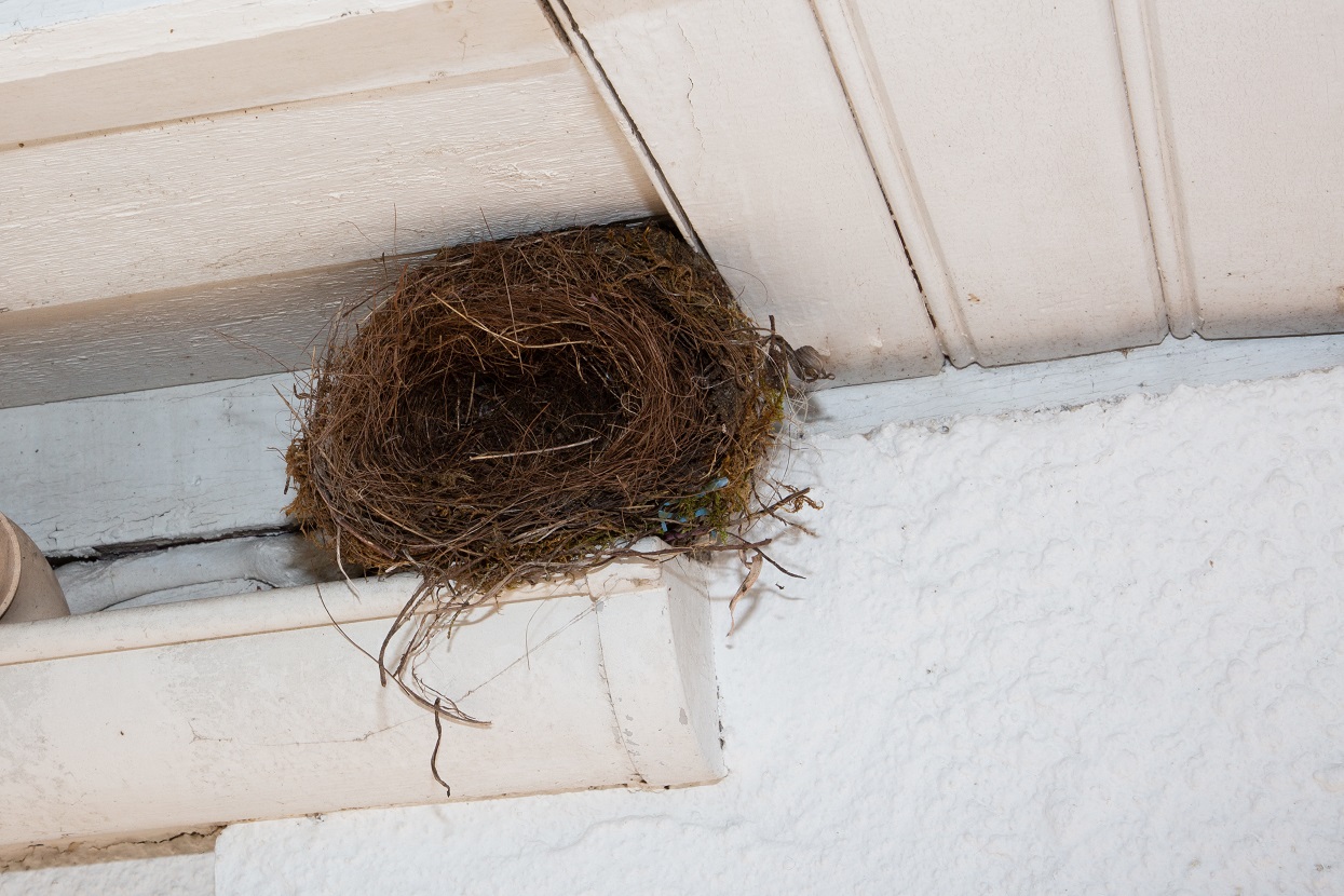 Какие меры можно принять, чтобы предотвратить появление гнезд птиц на крыше в будущем