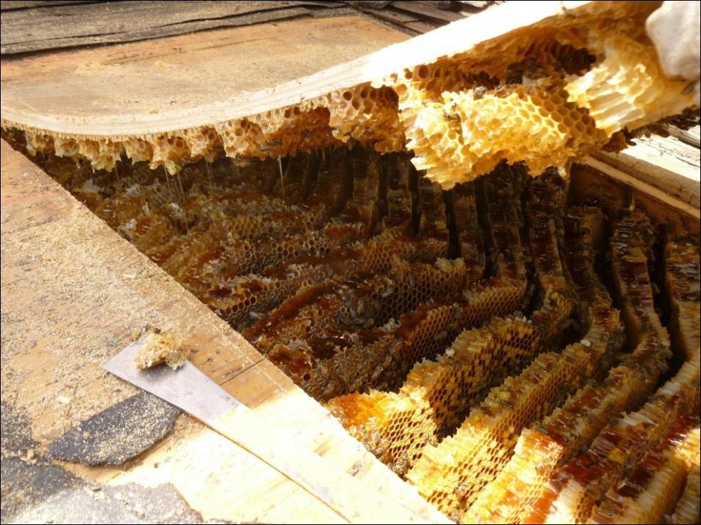 Профессиональная помощь в удалении осиных или пчелиных ульев на крыше