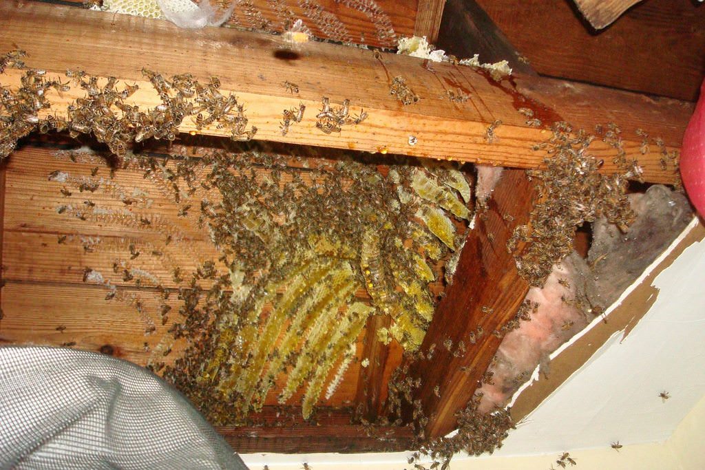 Вред, который могут нанести осиные или пчелиные ульи на крыше