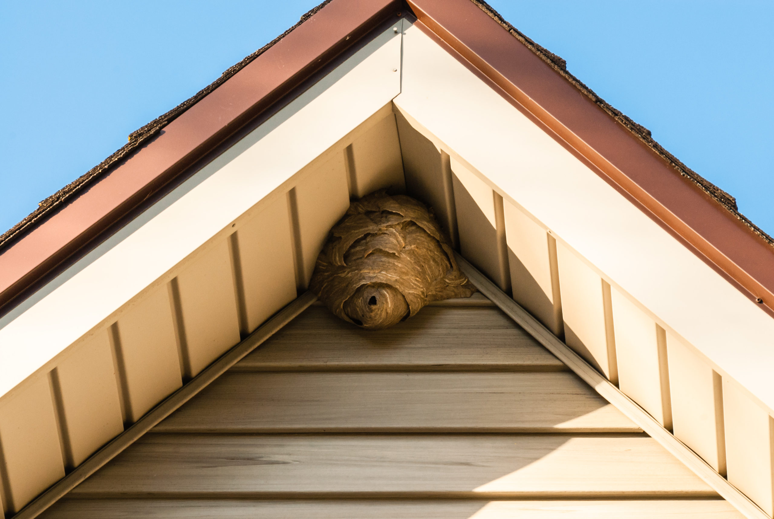 Улей на крыше. Как избавиться от осиных или пчелиных ульев на крыше частного дома