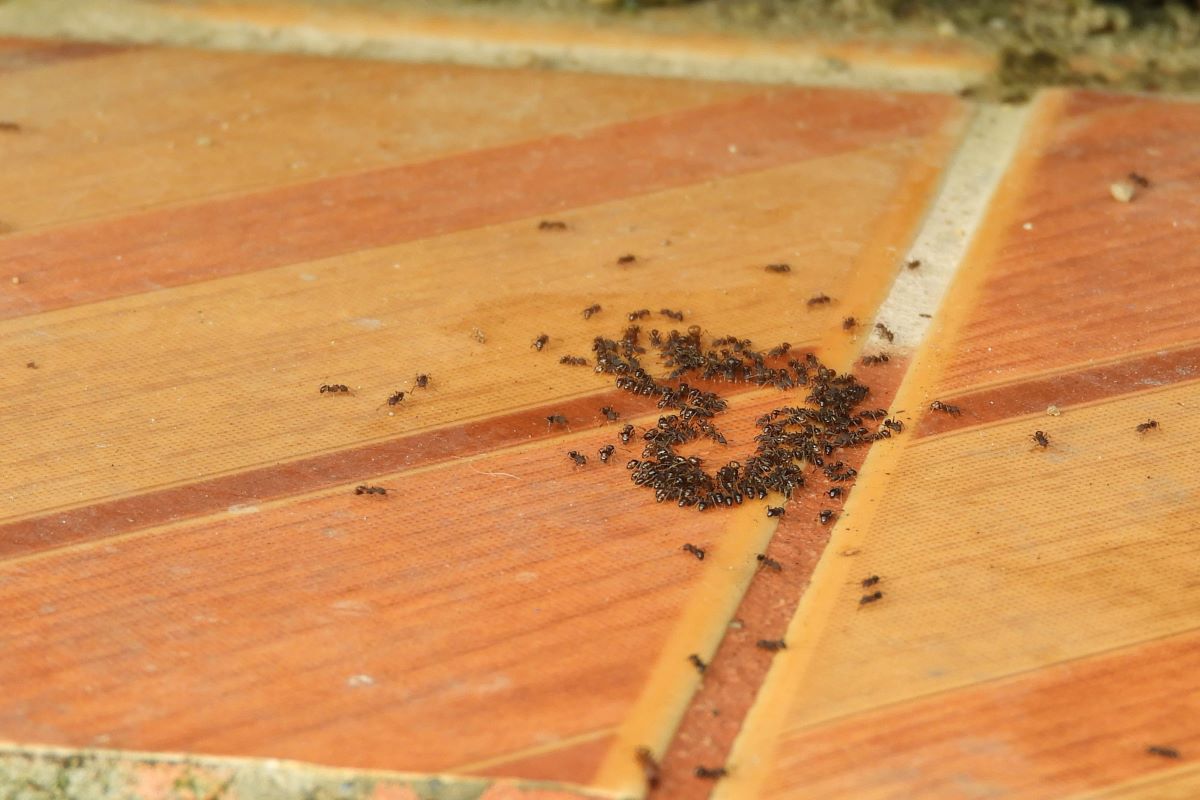 Почему муравьи появляются на крыше