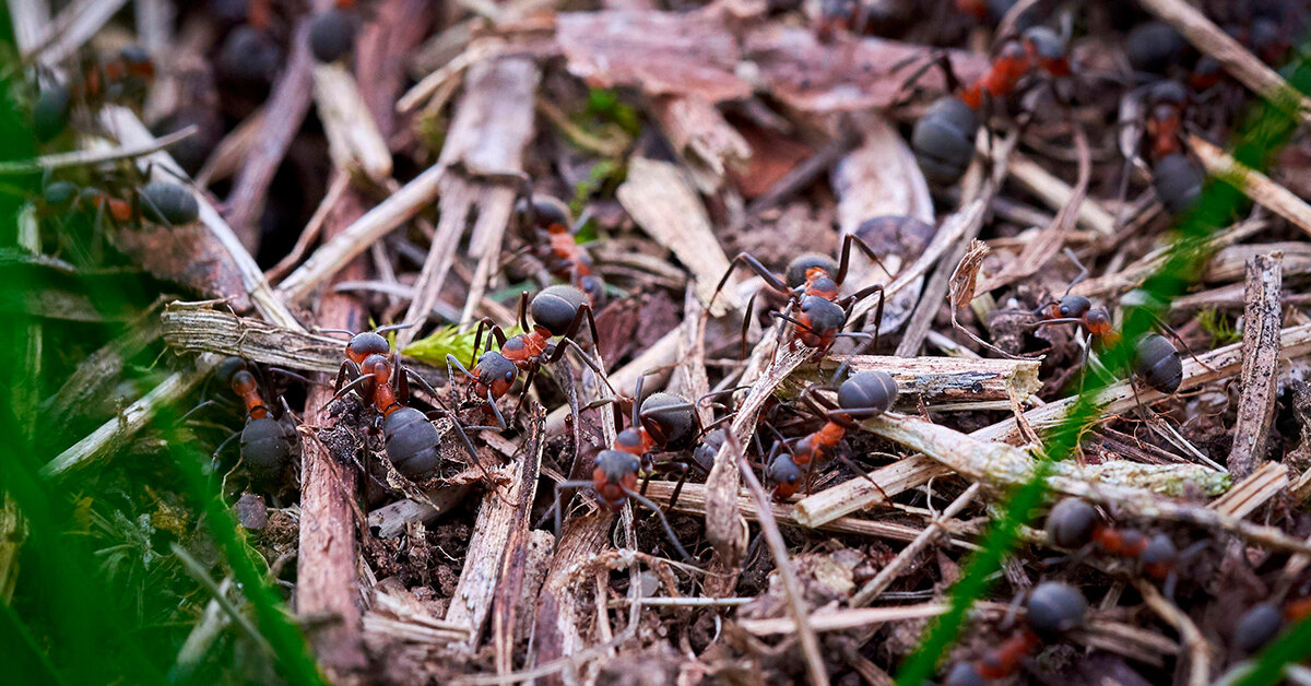 Как избавиться от муравьев на крыше частного дома